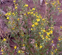 Grindelia arizonica