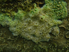 Spongilla