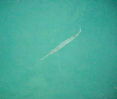 Hemiramphus bermudensis