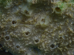 Spongilla