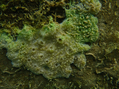 Spongilla