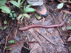Amynthas corticis