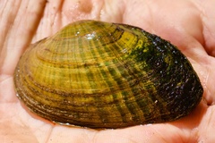 Venustaconcha ellipsiformis