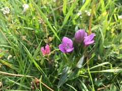 Gentianella campestris