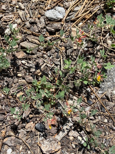 Image of Acmispon decumbens by (c) Emily Chebul, some rights reserved (CC BY-SA)