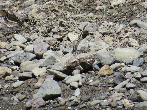 Gray Sanddragon photo 5