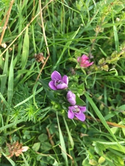 Gentianella campestris