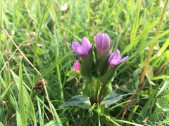 Gentianella campestris