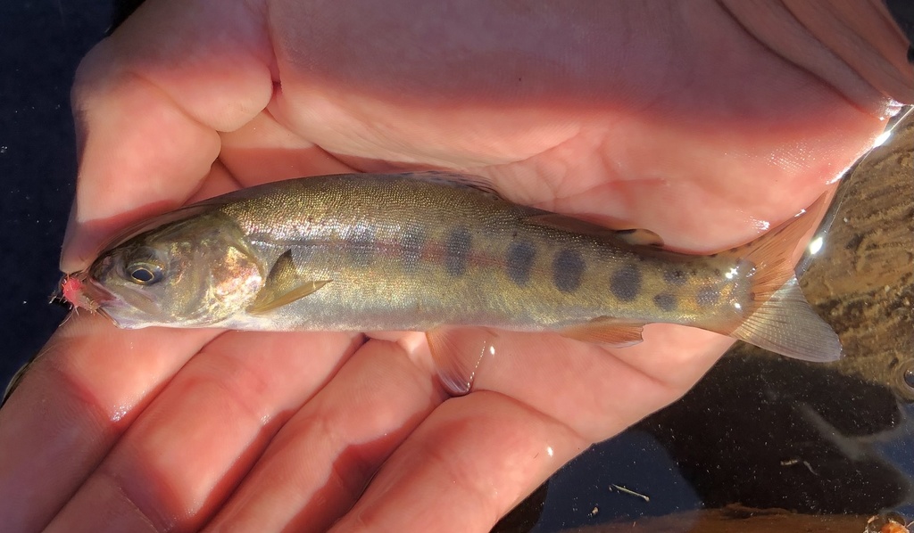 Golden × Rainbow Trout