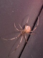 Latrodectus geometricus