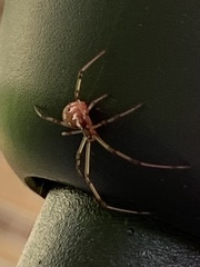 Latrodectus geometricus