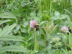 Bombus borealis