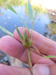 Edestochilus allioides