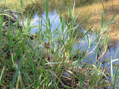 Edestochilus allioides