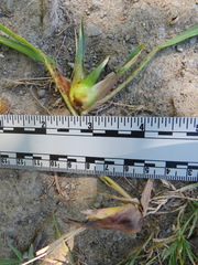 Edestochilus allioides