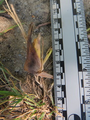 Edestochilus allioides