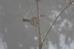 Cantorchilus modestus