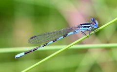 Argia leonorae