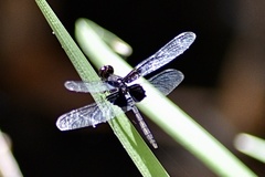 Neurothemis oligoneura