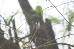 Lampornis viridipallens