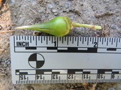 Edestochilus allioides