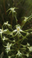 Habenaria nyikana