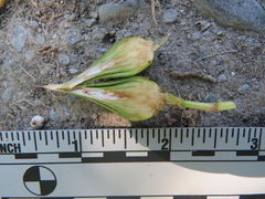 Edestochilus allioides