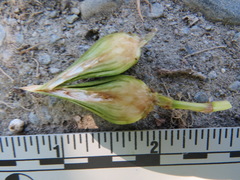 Edestochilus allioides