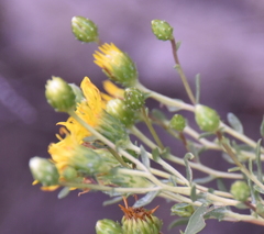 Grindelia arizonica