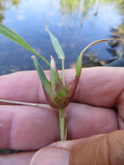 Edestochilus allioides