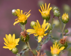 Grindelia arizonica