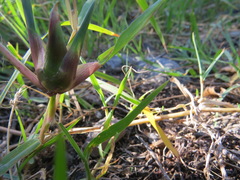 Edestochilus allioides