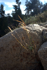 Boechera platysperma