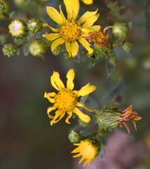 Grindelia arizonica