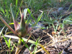 Edestochilus allioides