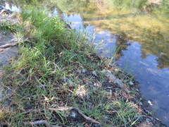 Edestochilus allioides