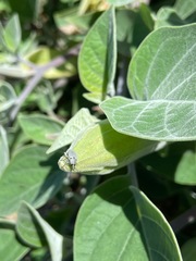 Trichobaris compacta