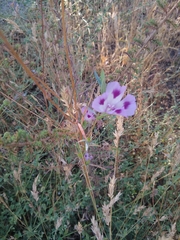Clarkia williamsonii