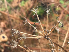Prangos trifida