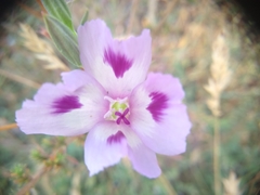 Clarkia williamsonii