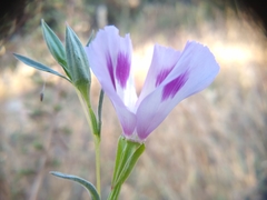 Clarkia williamsonii
