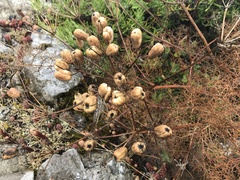 Prangos trifida