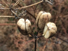 Prangos trifida