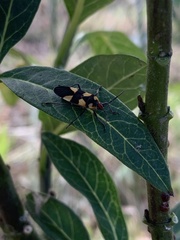 Oncopeltus cingulifer