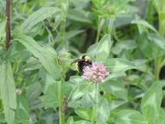 Bombus borealis