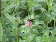 Bombus borealis