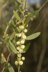 Acacia venulosa