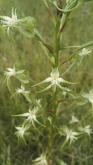 Habenaria nyikana