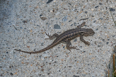 Sceloporus graciosus gracilis