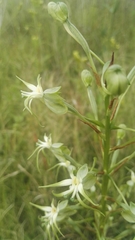 Habenaria nyikana